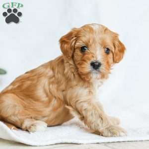 Millie F1b, Cavapoo Puppy